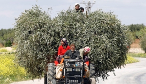 Villagers drive a tractor carrying olive tree branches near the border city of Kilis in Gaziantep province